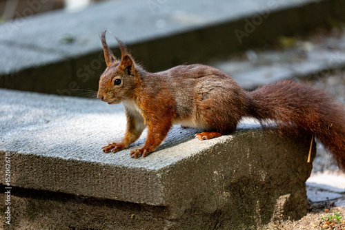 Small squirrel in a park