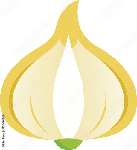garlic clove vector on white background  .eps
