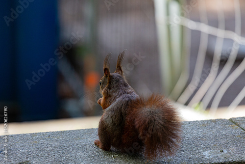 Small squirrel in a park