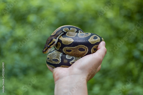 Caucasian man's hands holding a snake with one hand with a blurred nature background
