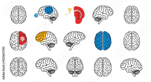 Collection of Human Brain Illustrations Anatomy, Function, and Cognition