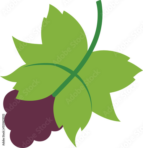 grapevine leaf vector illustration on white 