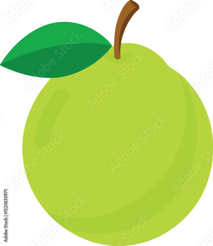 guava fruit  vector illustration on white 