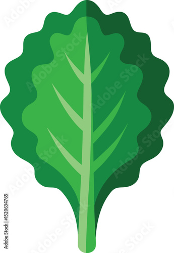 kale leaf  vector illustration on white background 