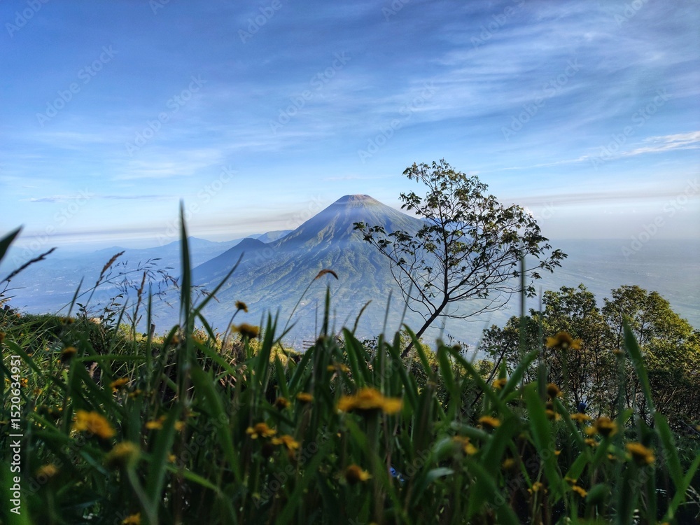 Fototapeta premium Grass and sky. Majestic Mount Sindoro stands tall under a clear blue sky, with wispy clouds and a bright green foreground hinting at a panoramic landscape. Nature of Indonesia.