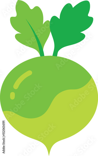 kohlrabi  vector on white background  .eps