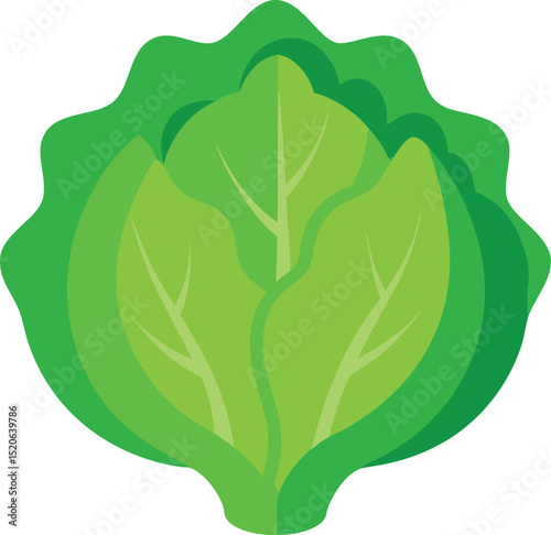 lettuce head vector on white background  .eps