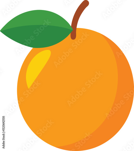 loquat fruit  vector on white background  .eps