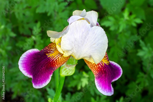 Iris flower in the garden close-up. Iris has bloomed in a shady spring garden.