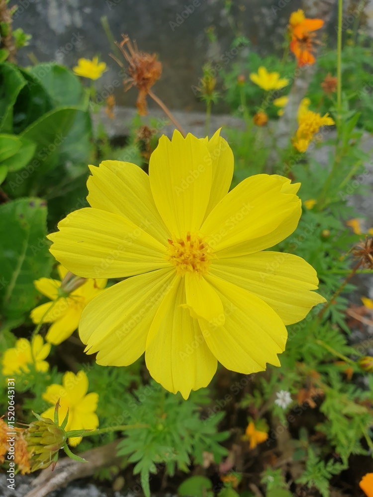yellow flower on a green background yellow flower on a green background