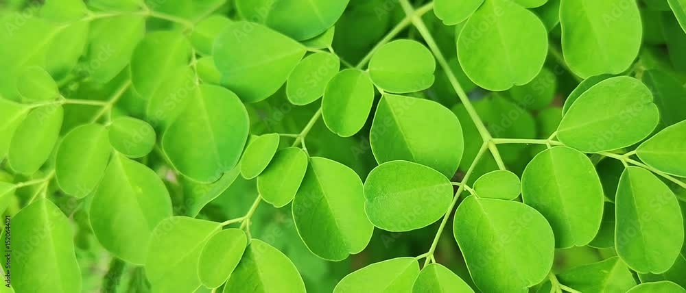 Fresh green Moringa leaves blown by the wind, these leaves are commonly used for herbal medicine. grows in tropical areas.