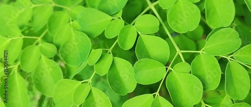 Fresh green Moringa leaves blown by the wind, these leaves are commonly used for herbal medicine. grows in tropical areas.