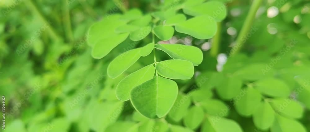 Fresh green Moringa leaves blown by the wind, these leaves are commonly used for herbal medicine. grows in tropical areas.