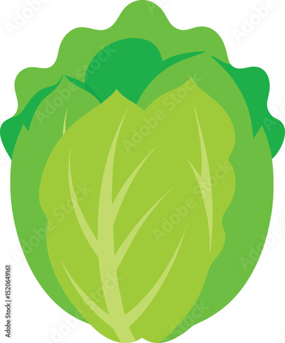 napa cabbage  vector on white background  