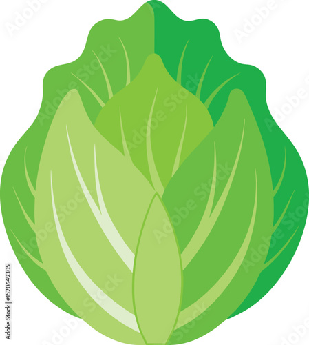 napa cabbage  vector on white background  .eps