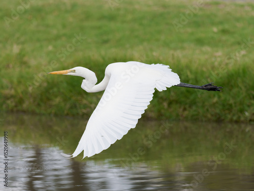 Eastern Great Egret (Ardea alba modesta) in flight over a lagoon with green grass shoreline in background photo