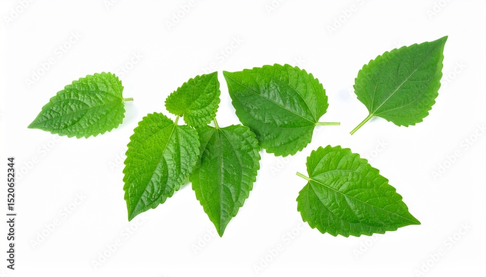 Medicinal Leaves on Isolated White Background – Herbal Plant Leaves with Organic Feel and Scientific Detail Medicinal Leaves on Isolated White Background – Herbal Plant Leaves with Organic Feel and Scientific Detail