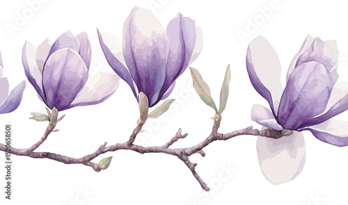 Beautiful purple magnolia flowers on a delicate branch.