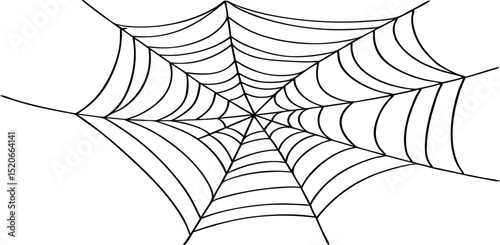 spider web vector illustration