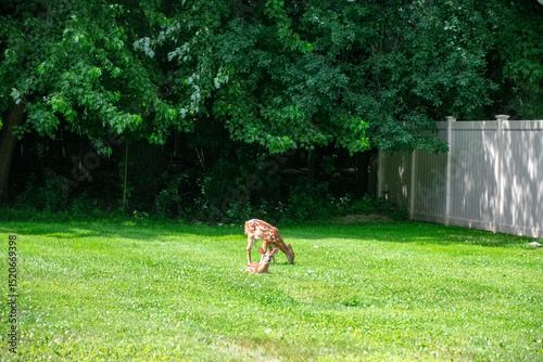 Fawns in a yard early spring
