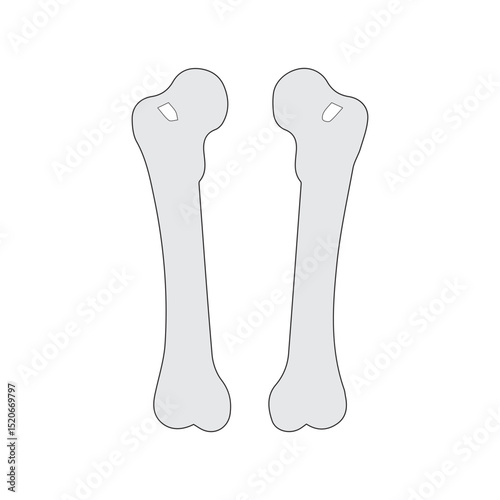 Femurs Illustration