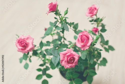 Blooming Pink Roses with Green Leaves
