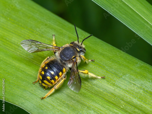 P6021247 European wool carder bee, Anthidium manicatum, on green leaf, cECP 2025