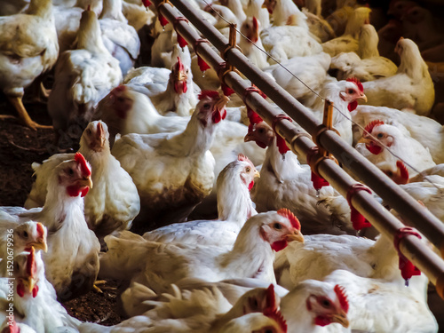 Live chickens for meat production feed on poultry farm in Santa Catarina state, south reguion of Brazil