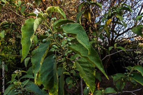 Foto flowering plant of the species Solanum paniculatum commonly known as jurubeba a