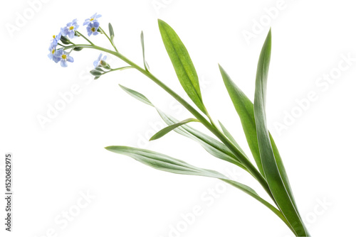 Delicate Forget Me Not Flower Stem with Green Leaves Isolated on a Clean Black Background for Design Elements