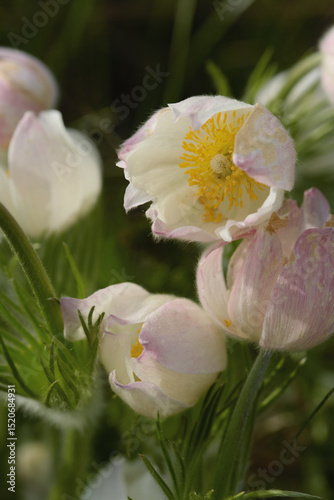 Soft pink flowers bloom in a lush green landscape during springtime