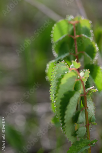Dew drops glisten on green leaves in a lush garden during early morning
