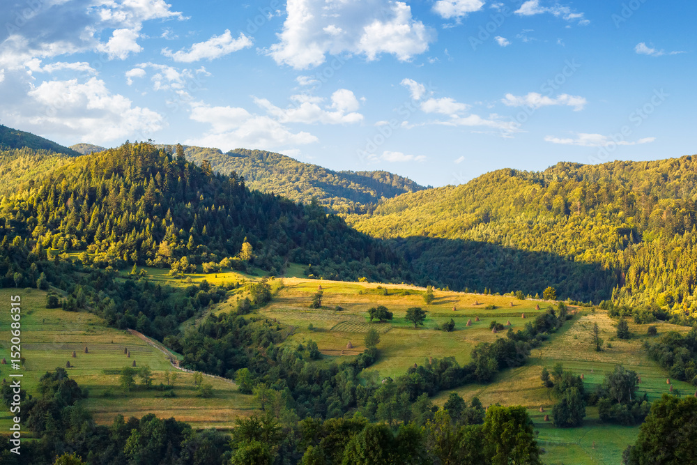 Fototapeta premium mountainous rural landscape in summer. field and forest on the hill in morning light. alpine countryside in remote region of carpathian mountains