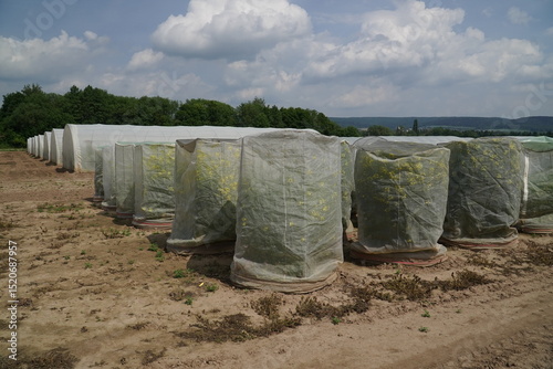 Wallpaper Mural Completely enclosed greenhouses of a seed company that do not allow access to free-living insects in order to prevent cross-pollination. Crossbreeding of new rapeseed varieties in Einbeck, Germany. Torontodigital.ca