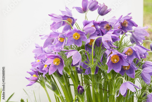 Purple flowers bloom beautifully in a sunny garden setting