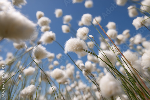 A serene view of fluffy cottonlike grasses swaying gently against a bright blue sky creating a peaceful atmosphere photo