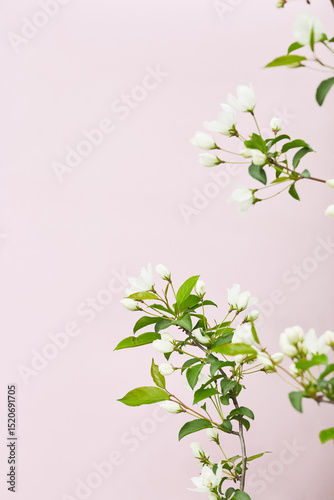 Branch with white flower buds and green leaves on a pastel pink background