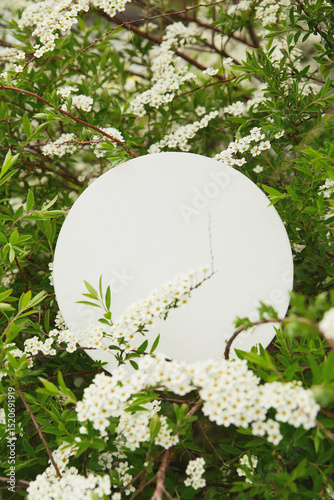 blooming white bush and round canvas shape