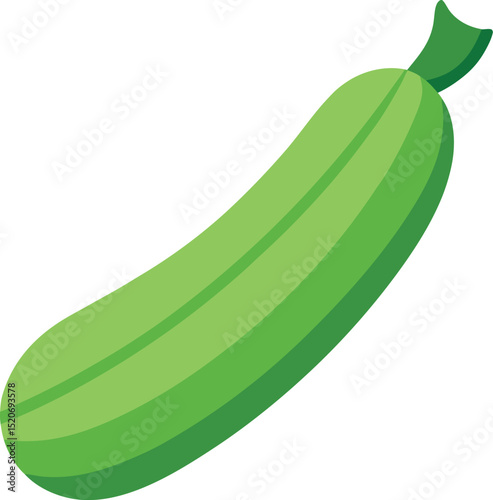 zucchini  vector on white background 