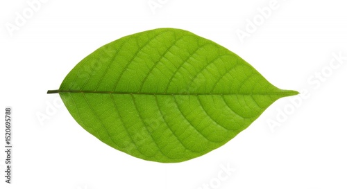 Green Leaf Close-up on White Background - Nature Isolated