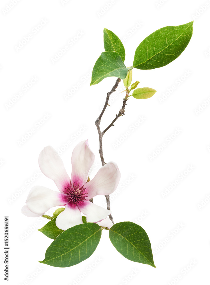 Naklejka premium Purple magnolia flower, Magnolia felix isolated on white background, with clipping path
