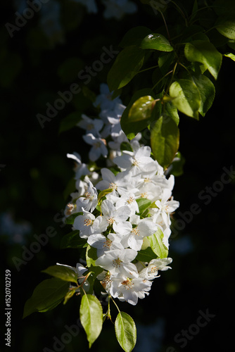 Blooming white flowers showcase spring beauty in a sunlit garden