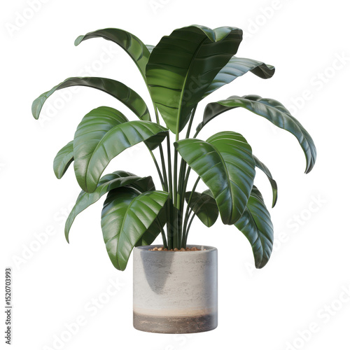 Tropical houseplant in pot isolated on transparent background