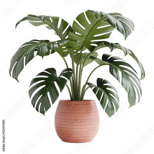 Monstera plant in terracotta pot isolated on transparent background