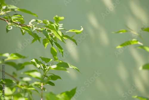 Fresh green leaves swaying gently in the warm afternoon sunlight