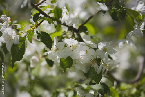 White blossoms bloom on trees during spring in a lush green garden