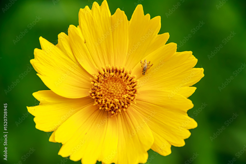 Obraz premium yellow flower closeup