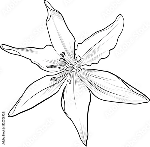 Lily flower top view detailed vector
