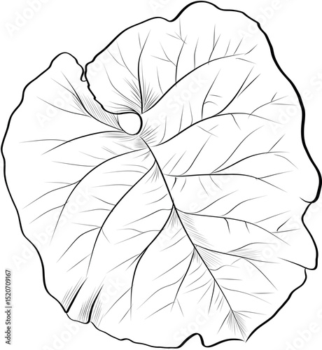 Large burdock leaf detailed vector
