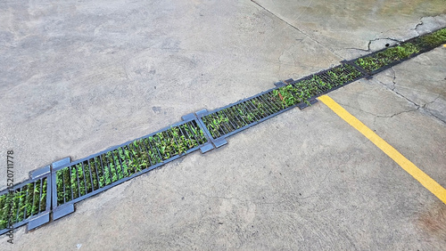 Greenery in Urban Oasis: A concrete parking lot with green weeds growing through a drainage grate.